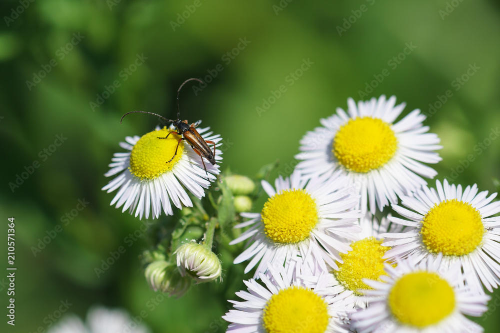 Stictoleptura rufa - beetle from the family of Longhorn beetles of the subfamily and Paciki, or lepturini (lat. Lepturinae) on the flowers of the annuals (lat. Erigeron annuus) Stictoleptura rufa - beetle from the family of Longhorn beetles of the subfamily and Paciki, or lepturini (lat. Lepturinae) on the flowers of the annuals (lat. Erigeron annuus)
