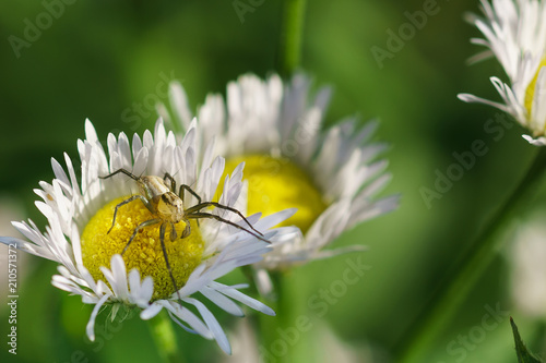 Spider-lynx Oxyopes lineatus on the annual small nest (lat. Erigeron annuus), also oncologic (Phalacroloma) is a herbaceous plant genus of Melkolepestnik of the family Asteraceae (Compositae) photo