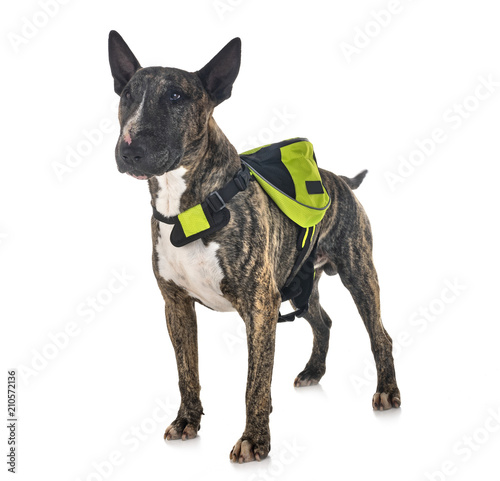 bull terrier and saddlebag photo