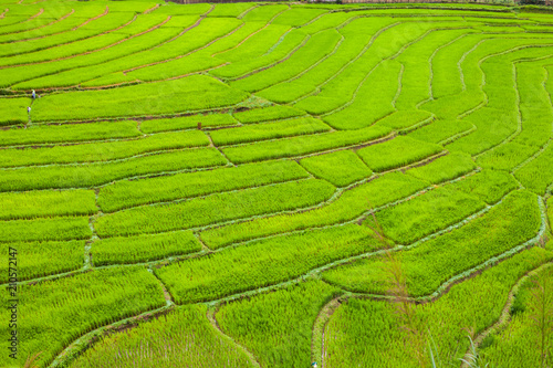 Green of rice terrace located on hill of mountain view located at Vietnam 