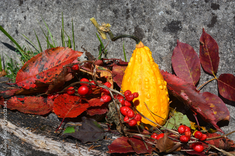 I colori accesi dell'autunno nei boschi