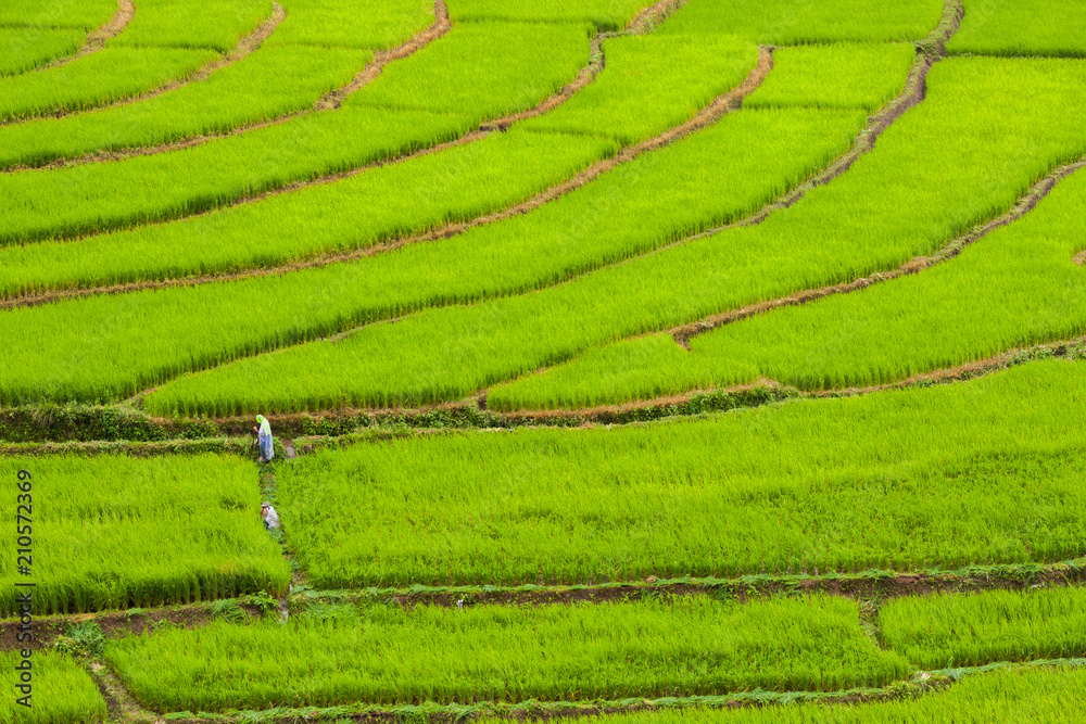 Green of rice terrace located on hill of mountain view located at Vietnam 