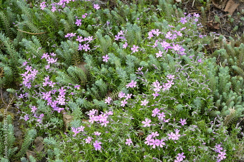 Phlox subulata - dense cluster of pink flowers