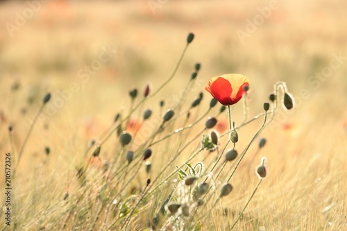Fototapeta Naklejka Na Ścianę i Meble -  Poppy in the field at dawn
