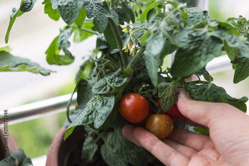 step by step growing cherry tomato on the house balcony.