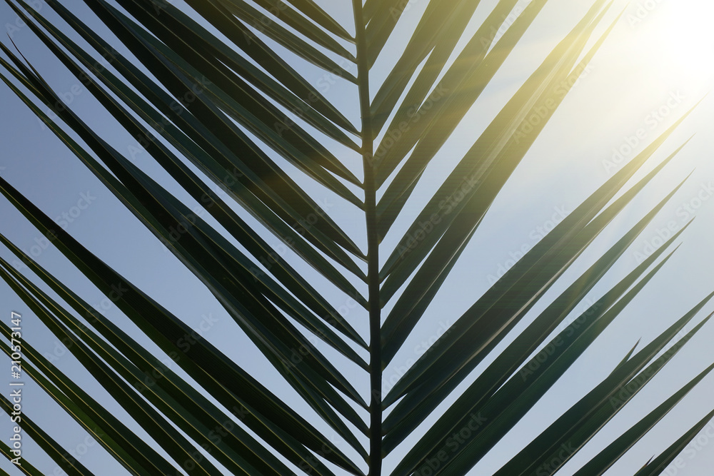 Texture of Green palm Leaf Texture of Green palm Leaf