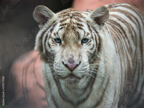 Fototapeta Naklejka Na Ścianę i Meble -  Close up white tiger face with blue eyes concentrate on camera. 