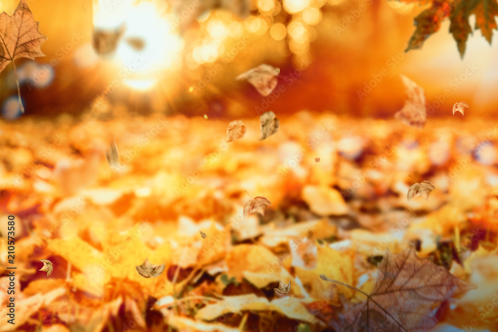 Herbstlandschaft mit Sonnenlicht Bokeh Herbstlandschaft mit Sonnenlicht Bokeh