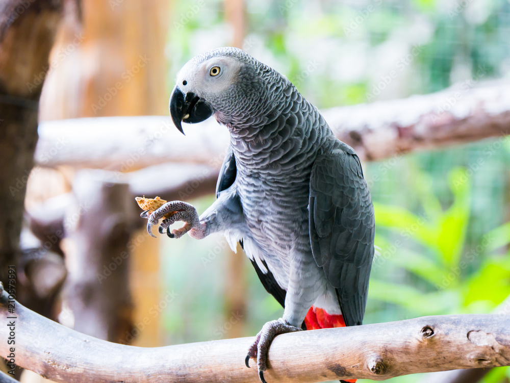 Fototapeta premium Close up portrait head of parrot with blurry background in zoo