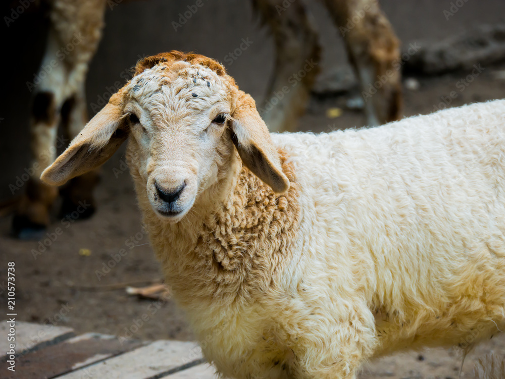 Portrait closeup sheep head in farm animal scene Portrait closeup sheep head in farm animal scene