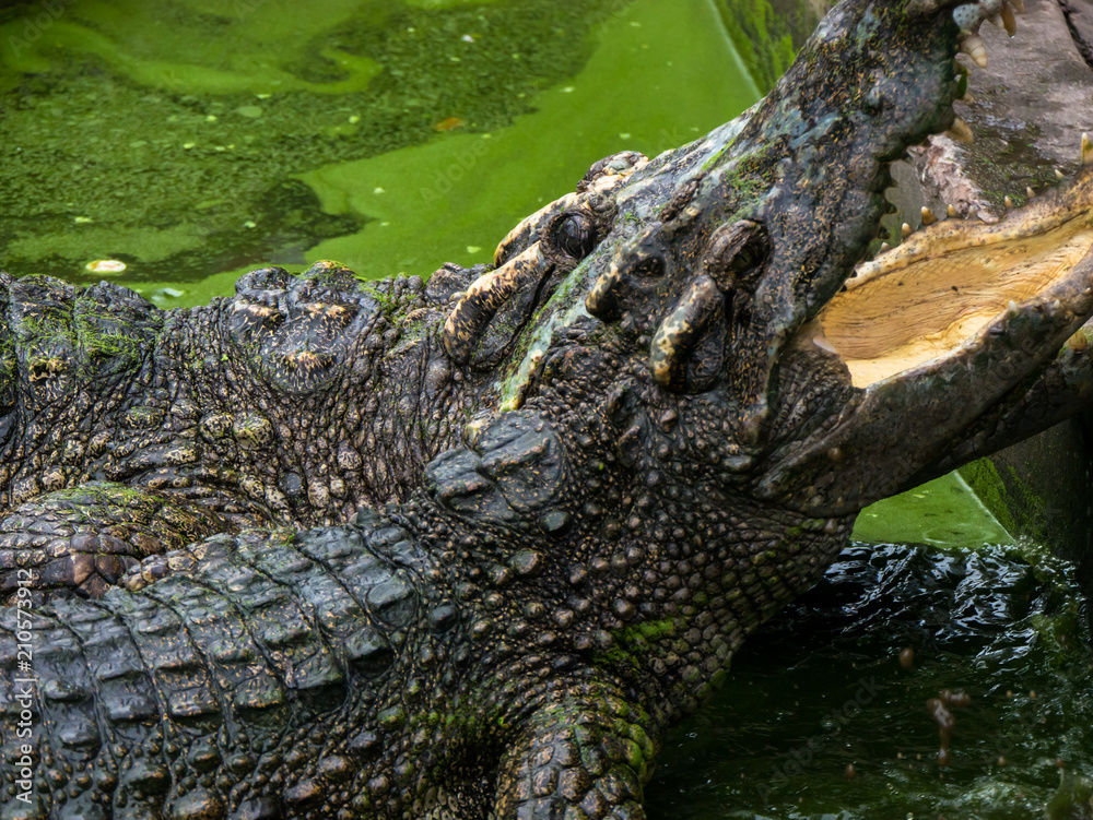 Obraz premium close up crocodile head is closing mount along the group