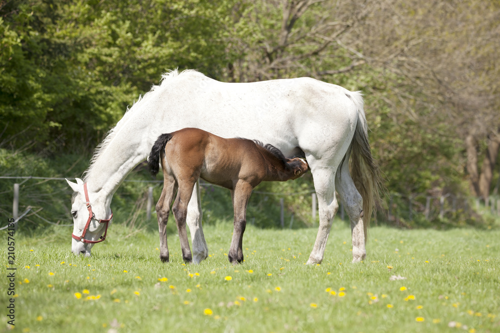 Fototapeta premium Foal drinks on pasture