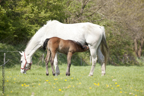 Foal drinks on pasture
