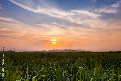 Colorful sky of sunset above green filed corn farm in front of mountain 