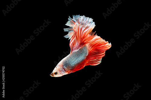 Foto The moving moment beautiful of siam betta fish in thailand on black background