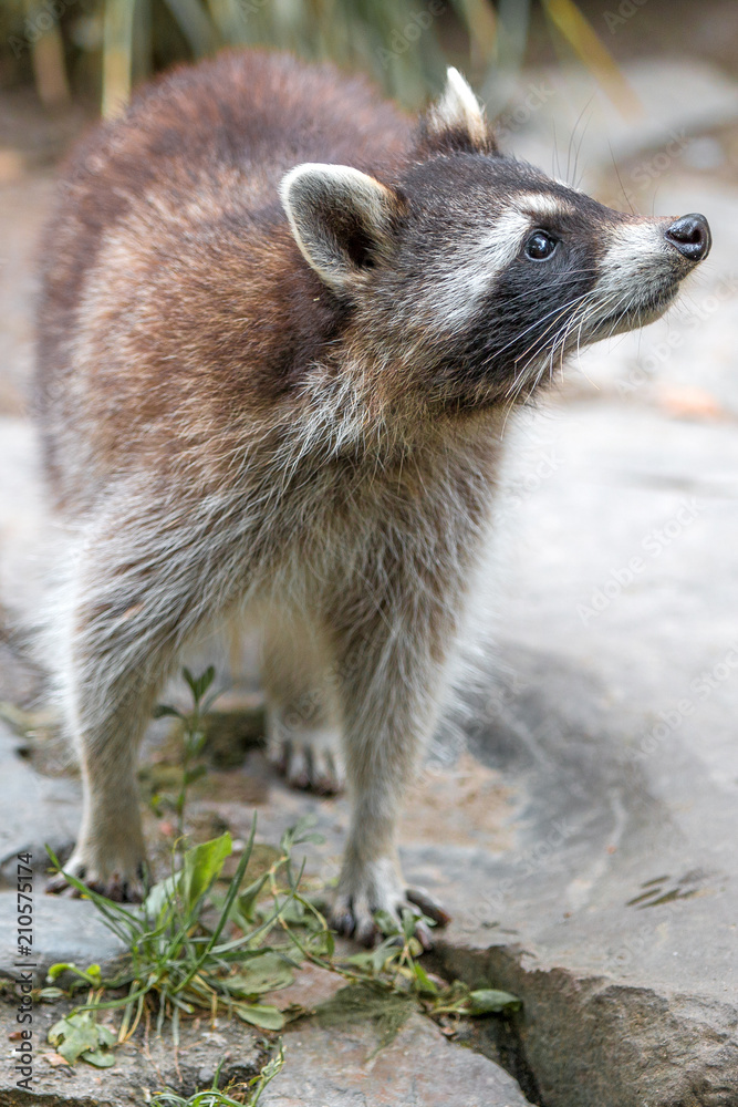 Nordamerikanischer Waschbär (racoons) Procyon lotor Nordamerikanischer Waschbär (racoons) Procyon lotor