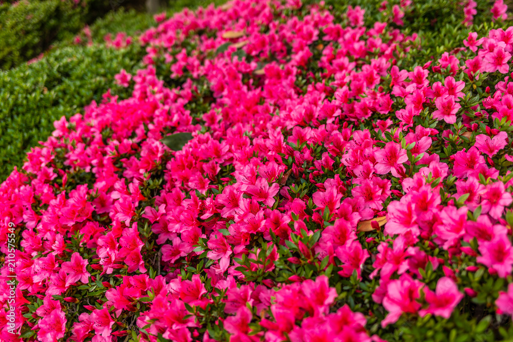 Colorful flowers in the gardens of the IMperial Palace in Tokyo