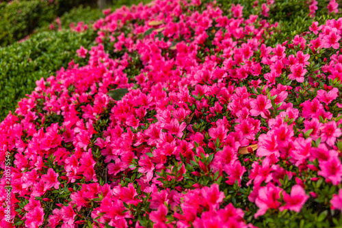 Colorful flowers in the gardens of the IMperial Palace in Tokyo