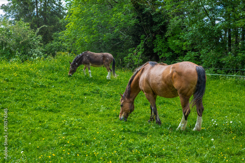 Wild and free horses grazing in the Swiss Jura Alps