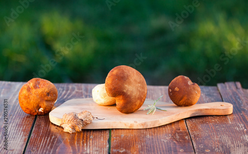 boletus edulis over Wooden Background. Autumn Cep Mushrooms. Cooking delicious organic mushroom. Gourmet food