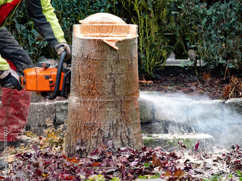 Wallpaper Mural Baumstämme nach Fällung auseinandersägen Torontodigital.ca