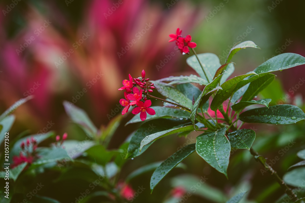 Tropical Pink plant 2 Tropical Pink plant 2