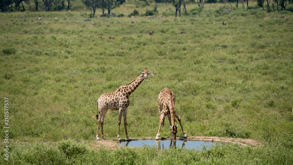 Naklejka premium Giraffen an einer Wasserstelle in Südafrika