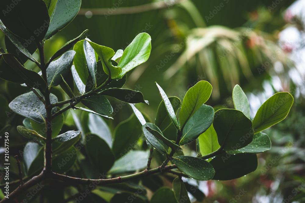 Greenery 3 Greenery 3