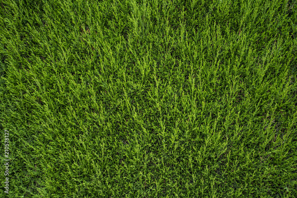 Natural green grass texture Natural green grass texture