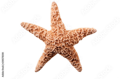 Star fish isolated on white background