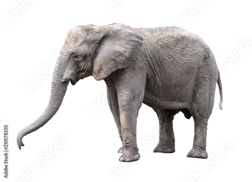 Elephant close up. Big grey walking elephant isolated on white background. Standing elephant full length close up. Female Asian elephant.   © esvetleishaya