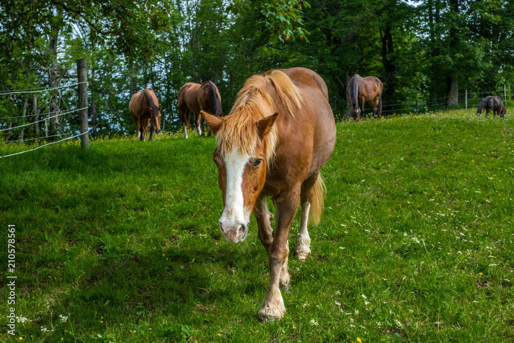 Wild and free horses grazing in the Swiss Jura Alps in Summer Wild and free horses grazing in the Swiss Jura Alps in Summer