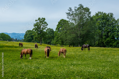 Wild and free horses grazing in the Swiss Jura Alps in Summer © gdefilip