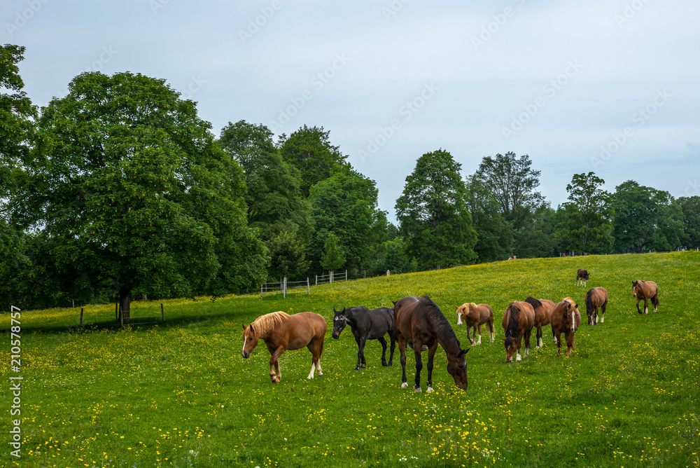 Wild and free horses grazing in the Swiss Jura Alps in Summer Wild and free horses grazing in the Swiss Jura Alps in Summer