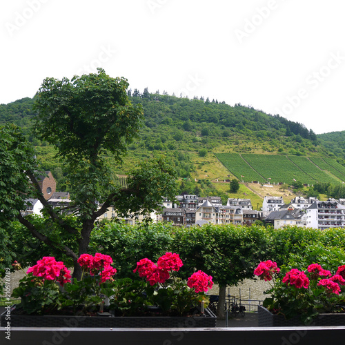 Weinberge Cochem photo