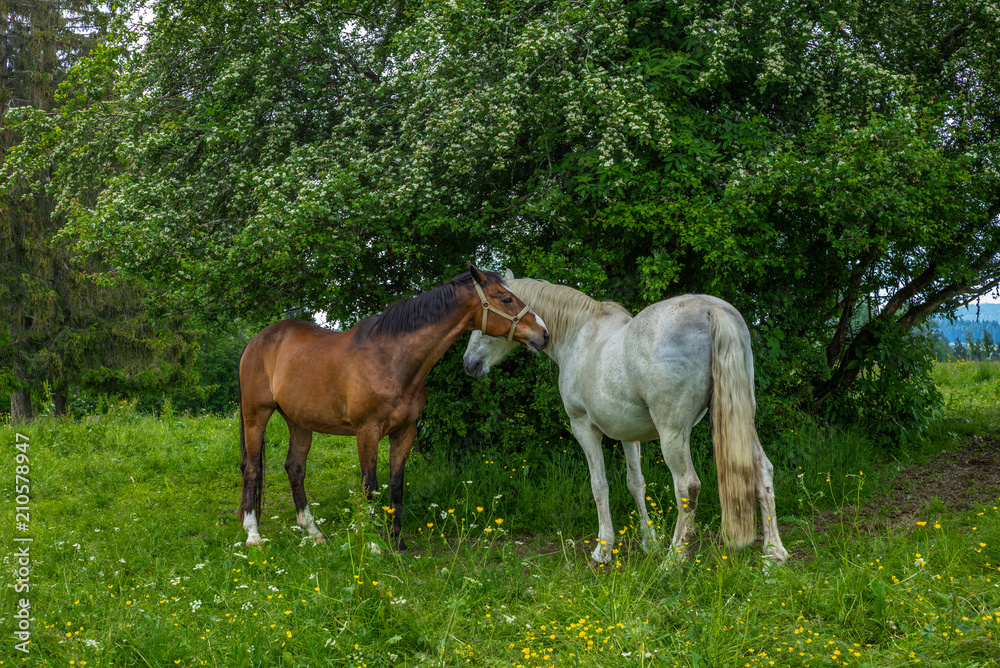 Obraz premium Wild and free horses grazing in the Swiss Jura Alps in Summer