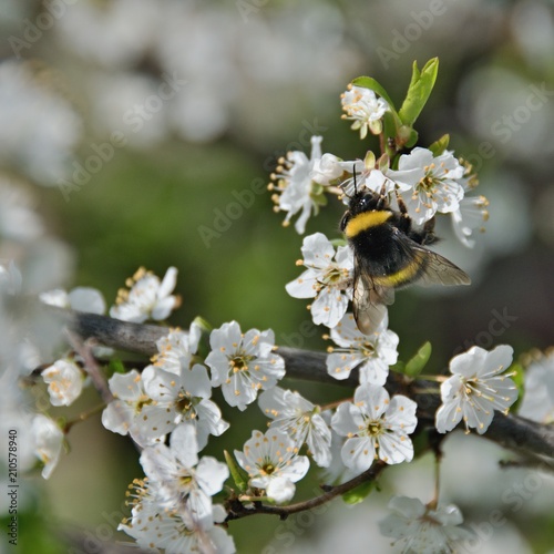 A bumblebee on a fruit tree