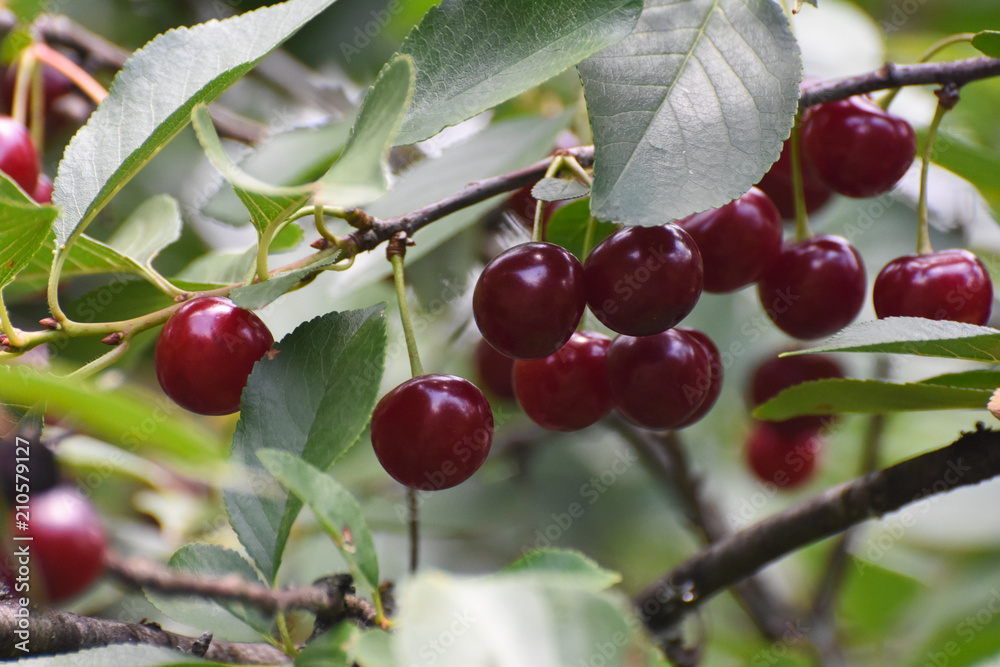 Ripe cherries on a branch. Cherry on tree Ripe cherries on a branch. Cherry on tree