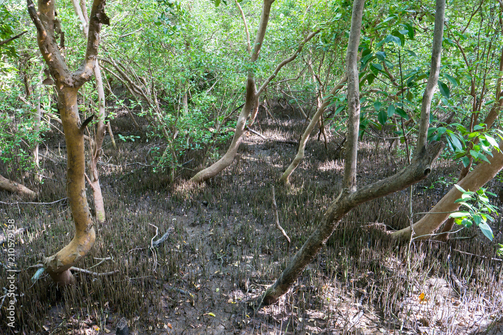 A mangrove green forest is growing on black soil on beach A mangrove green forest is growing on black soil on beach