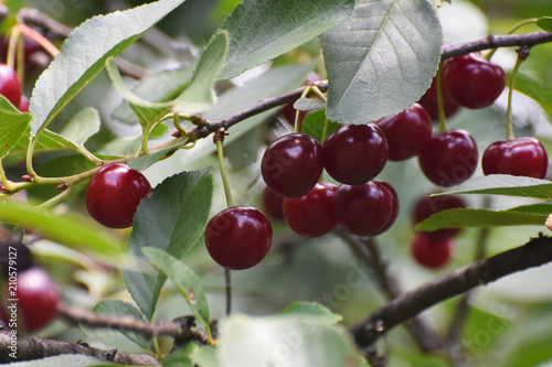 Wallpaper Mural Ripe cherries on a branch. Cherry on tree Torontodigital.ca