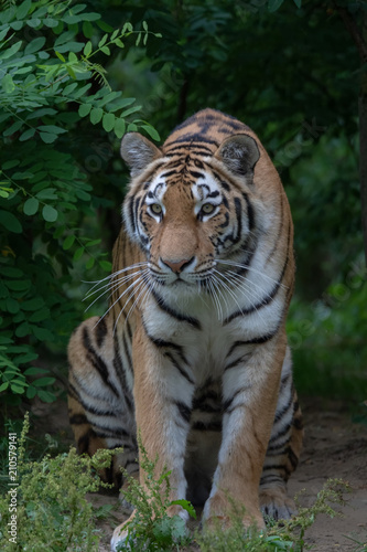 Amurtiger - Sibirischer - Mandschu - Tiger Zoo