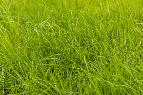 Green lawn grass