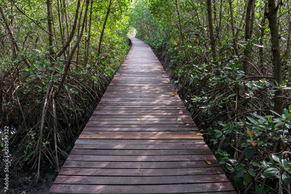 Wooden walk way across through tree Wooden walk way across through tree