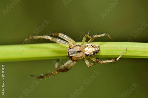 Orb Weaver spider clinging to a plant stem with a green background.