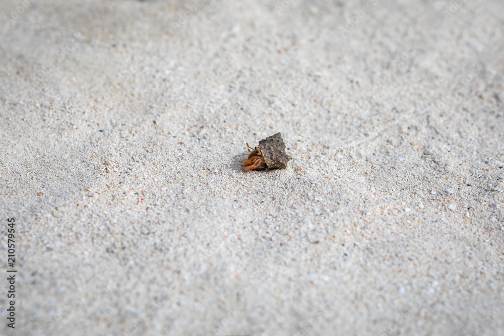 Little Crab 2 Little Crab 2