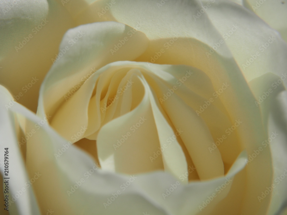 Close-up of a white rose Bud. White flower petals. Close-up of a white rose Bud. White flower petals.