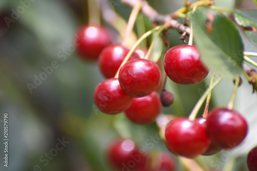 Ripe cherries on a branch. Cherry on tree