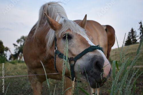 horse, tier, kopf, braun, bauernhof, natur, portrait, säugetier, gras, horse, tier, himmel, green, horsey, mähne, schön, fahren, hengst, sommer, auge, zaumzeug, wiese, feld, haustier, einhufer photo