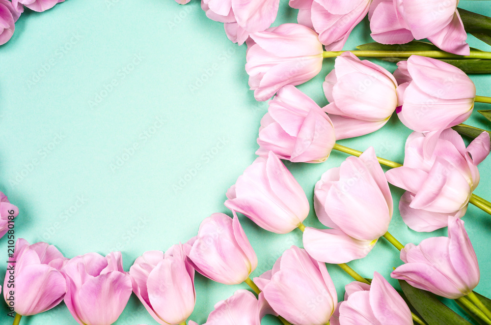 Pink tulips on the turquoise background. Flat lay, top view. Valentines background. Horizontal, copy space for text