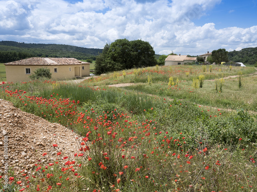 red poppy flowers and old provence house in rural south france landscape near manosque